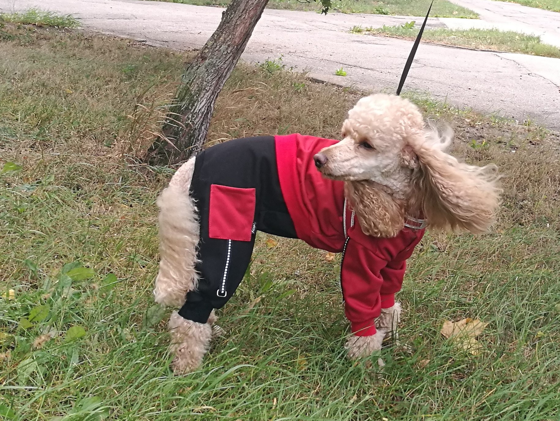 Suņu sporta kostīms no Goretex auduma